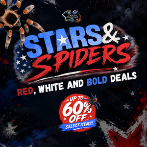 Stars & Spiders Sale