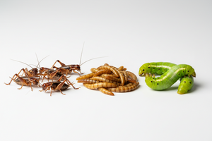 Feeder Insects