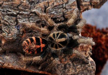 Davus sp. 'Chiapas' (Dwarf Crowned Tiger Tarantula) 0.33-0.5" *VERY RARE* USA FIRST PRODUCTION!!