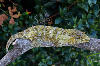 Leachanis Gecko LE010324