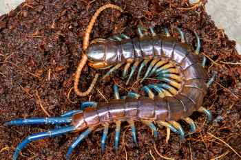 Ethmostigmus rubripes Blue Tips, Blue and Orange centipede, 4 inches.