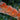 Gargoyle Gecko BG062024