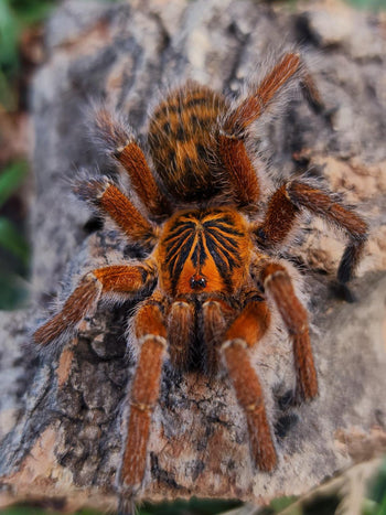Harpactira cafreriana, Copper Orange Baboon tarantula.