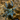 Dolichothele diamantinensis (Blue Dwarf Beauty Tarantula) 0.75-1”