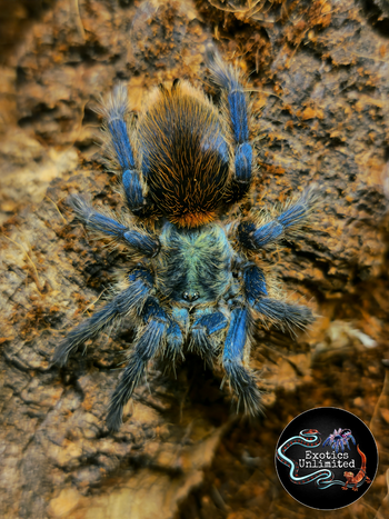 Dolichothele diamantinensis (Brazilian Blue Dwarf Beauty Tarantula) Young FEMALE 2"