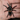 Homoeomma chilense, Chilean Dwarf Flame tarantula.