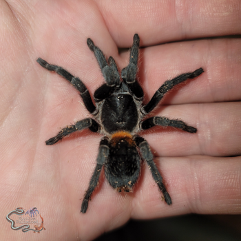 Homoeomma chilense (ex chilensis)(Euathlus sp. red) (Chilean Dwarf Flame Tarantula) 3/4-1"