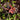 Dolichothele rufoniger (Red & Purple Dwarf Beauty Tarantula)