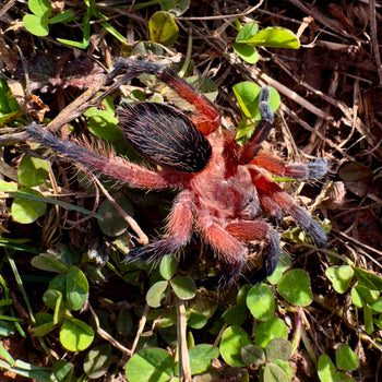 Dolichothele rufoniger (Red & Purple Dwarf Beauty Tarantula)