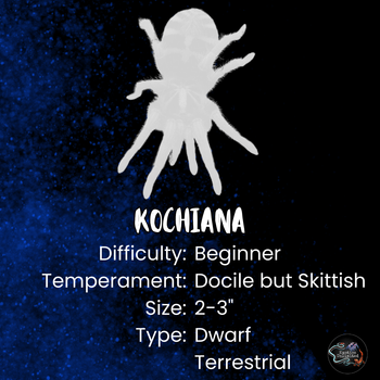 Kochiana brunnipes (Dwarf Pink Leg Tarantula)