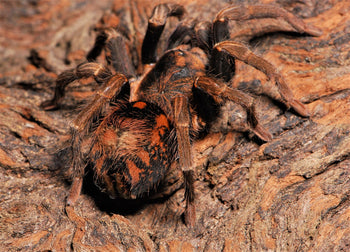 Hapalopus guerreroi (Speckle Patch Tarantula)