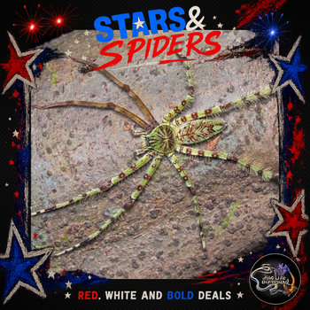 Heteropoda boiei (Lichen Huntsman Spider) 0.75-1" STARS SALE