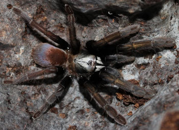 Haploclastus khali (Kahli Earth Tiger Tarantula)