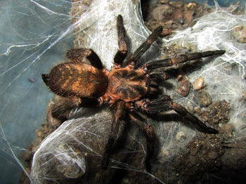 Acanthogonathus pissi (Chilean Gold Tiger Tarantula)