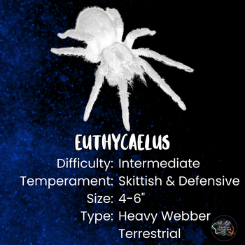 Euthycaelus colonica (Golden Burst Tarantula) 0.25-0.5"