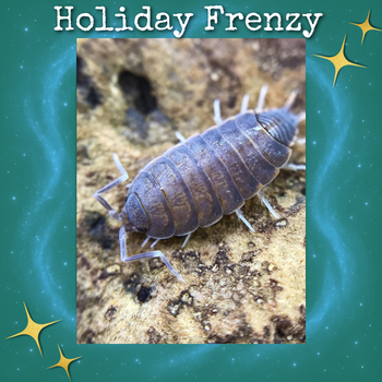 Powder Blue Isopods (Porcellionoides pruinosus)