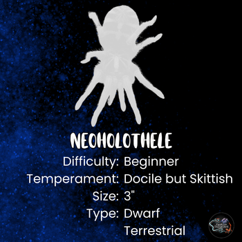 Neoholothele incei (Trinidad Olive Tarantula) 0.5" FREE  AFTER $100 SPENT
