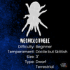 Neoholothele incei, Trinidad Olive tarantula.