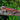 6-Stripe Gargoyle Gecko - Cherry Blossom - SG082924