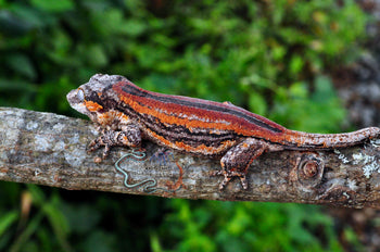 6-Stripe Gargoyle Gecko - Cherry Blossom - SG082924