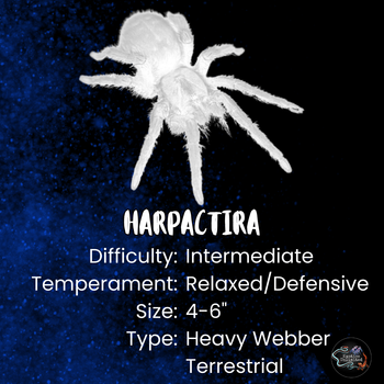 Harpactira marksi (Blue and Gold baboon Tarantula) 0.5"