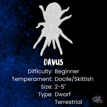 Davus sp. 'Chiapas' (Dwarf Crowned Tiger Tarantula) 0.33-0.5" *VERY RARE* USA FIRST PRODUCTION!!