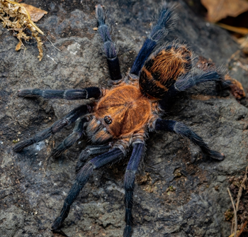 Davus ruficeps (Costa Rican Suntiger Tarantula) *RARE*
