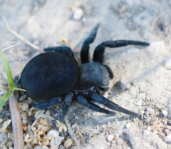 Eresus ruficapillus (Italian Velvet Spider)

