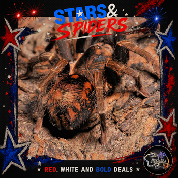 Hapalopus guerreroi (Speckle Patch Tarantula) 0.33-0.5"  STARS SALE