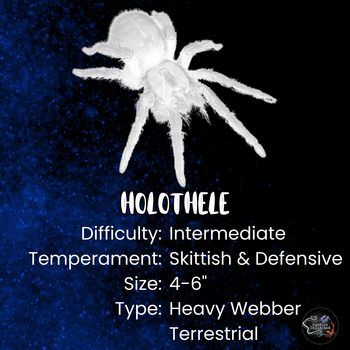 Holothele longipes (Trinidad Pink Tarantula)