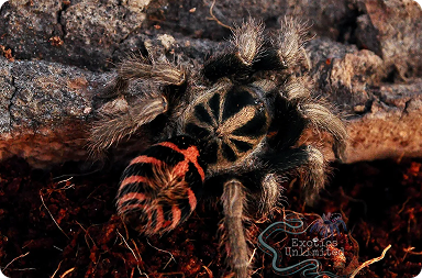 Tarantulas for Sale | Exotics Unlimited – Page Tarantulas for Sale | Exotics Unlimited – Page