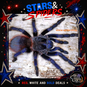 Lasiocyano sazimai (Brazilian Blue Tarantula) 0.33-0.5" STARS SALE