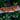 Orange Stripe and Base Gargoyle Gecko MALE SG040825