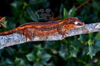 Gargoyle Gecko SG040825