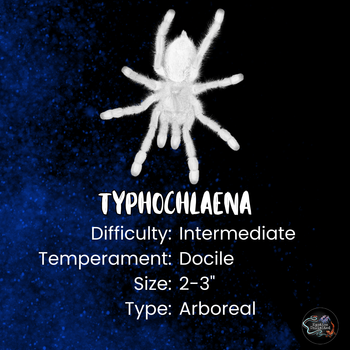 Typhochlaena seladonia (Brazilian Jewel) 3/8"+ & New  PRO Setup Ready-to-use for 1.5-2yrs