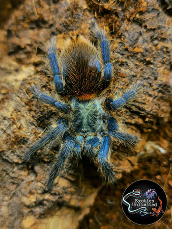 Dolichothele diamantinensis (Blue Dwarf Beauty Tarantula)