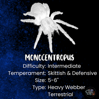 Monocentropus balfouri (Socotra Island Blue Baboon Tarantula) 0.5-0.75"