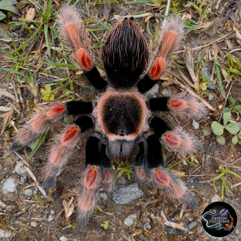 Brachypelma baumgarteni (Mexican Orange Beauty Tarantula)


