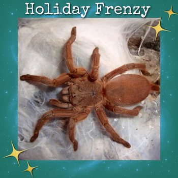 Chilobrachys huahini (Asian Fawn Tarantula) 1"