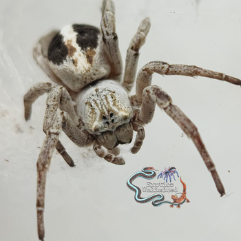 Stegodyphus lineatus 'Striped' (Sahara Velvet Spider) 1.5-2"