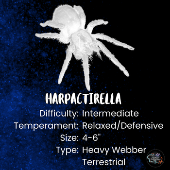 Harpactirella overdijki (Lesser Baboon Tarantula)