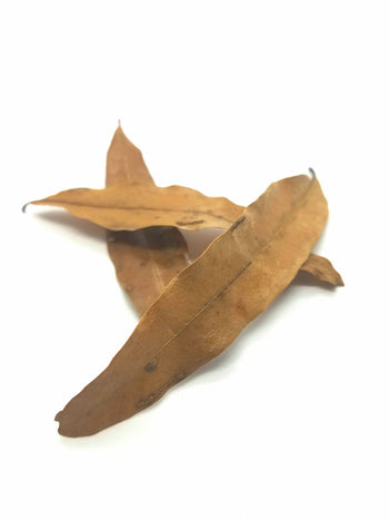 Willow Oak Leaf Litter (Quercus phellos)