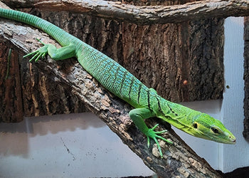 Green lizard on a wooden surface