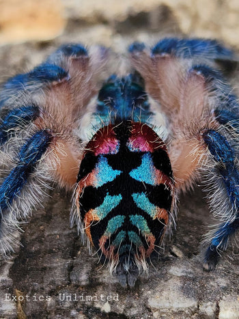 Typhochlaena seladonia (Brazilian Jewel) 3/8"+ & New  PRO Setup Ready-to-use for 1.5-2yrs