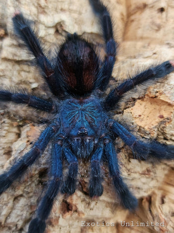 Avicularia geroldi (Royal Blue Pink Toe Tarantula) 1”