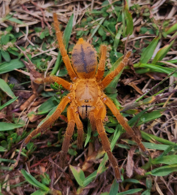 (Blue Flame Earth Tiger Spider)


