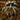 Davus sp. 'Chiapas' (Crowned Dwarf Tiger Tarantula) 0.5" *VERY RARE*