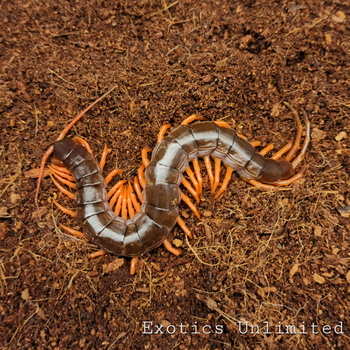 Scolopendra sp. "Orange Leg" Centipede 5" Adult