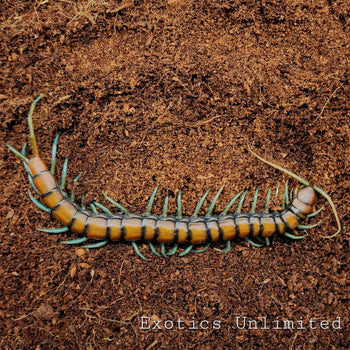 Scolopendra sp. 'Mint Leg" Centipede