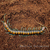 Scolopendra sp. Mint Leg centipede.